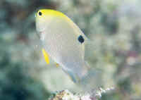 Chrysiptera_talbotiHRN.jpg