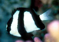 Dascyllus_aruanusQLD.jpg