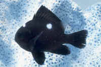 Dascyllus_trimaculatusAQ.jpg