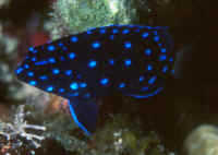 Microspathodon_chrysurusBAHJuv2.jpg