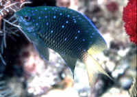 Plectroglyphidodon_lacrymatusFJ.jpg