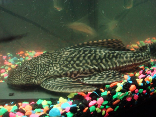 pleco 002.JPG