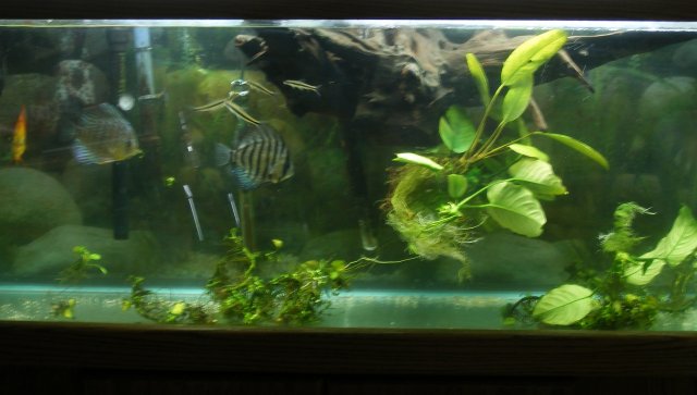 55g.jpg