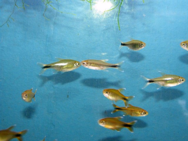 Silver tipped tetras.jpg