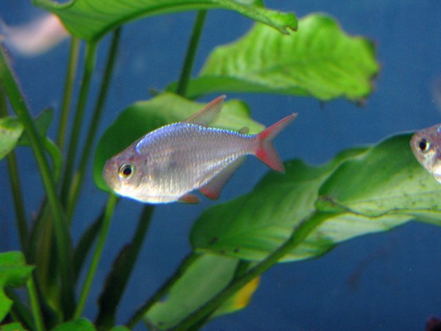 Columbian tetra.jpg Columbian tetra.jpg