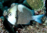 Dascyllus_reticulatusQLD.jpg