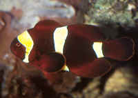 Premnas_biaculeatus.jpg