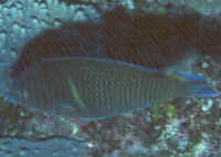 Anampses_caeruleopunctatus.jpg