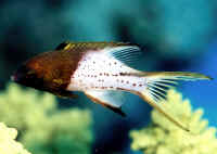 Bodianus_anthioidesRSJuv3inch.jpg
