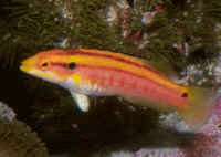 Bodianus_bimaculatusAQ.jpg