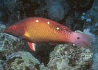 Bodianus_dianaRS.jpg