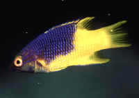 Bodianus_rufusCANJuv.jpg