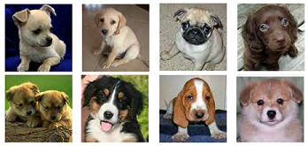Puppies.PNG