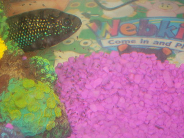 fishies fishies 008.JPG fishies fishies 008.JPG