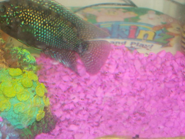 fishies fishies 005.JPG fishies fishies 005.JPG