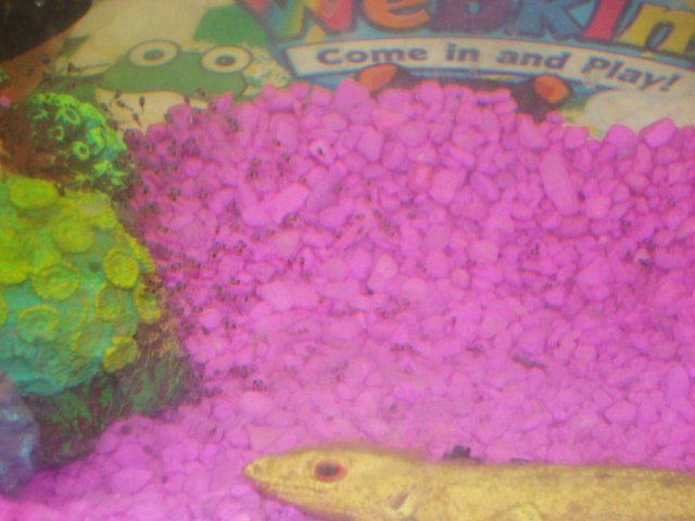 fishies fishies 007.JPG fishies fishies 007.JPG