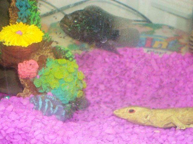fishies fishies 004.JPG fishies fishies 004.JPG