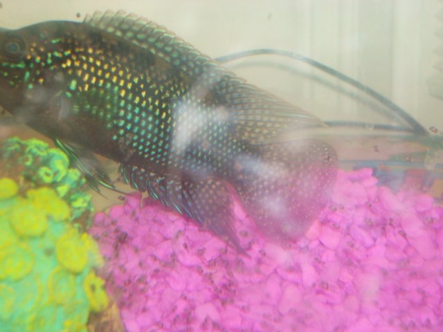 fishies fishies 006.JPG