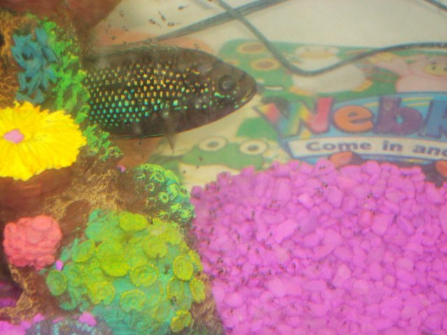 fishies fishies 009.JPG fishies fishies 009.JPG