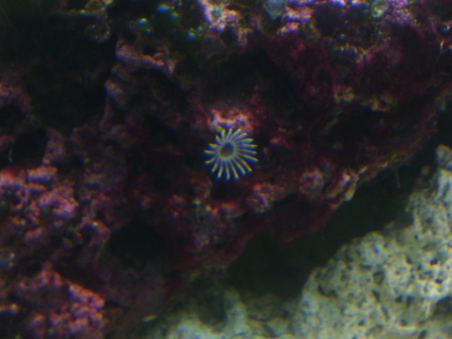 saltwatertank 001.jpg