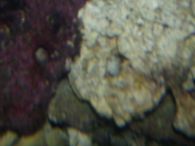 saltwatertank 002.jpg