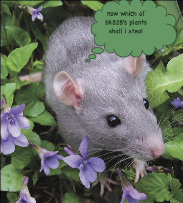 02_rats_wild-1.jpg