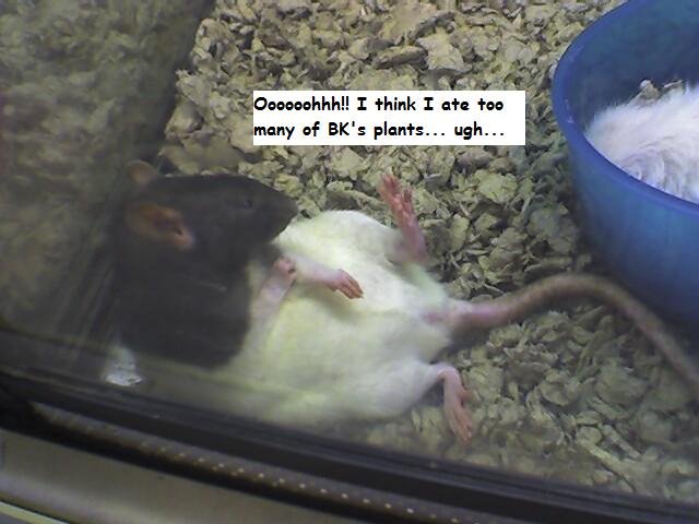 fat rat.jpg