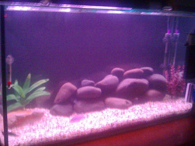 Ifish 1.jpg