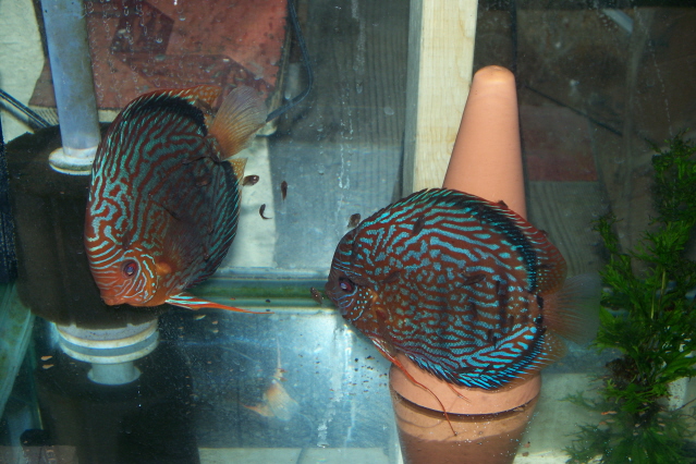 oct 11 discus 020.jpg