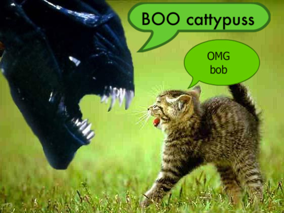 kitty-1.jpg