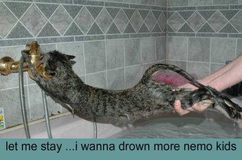 catbath-1.jpg