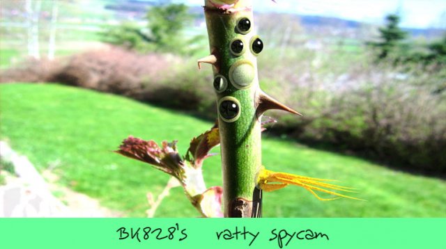 AlienPlants-1.jpg