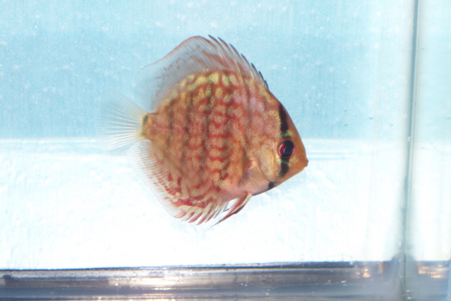 2.5 inch discus 001 bt.jpg