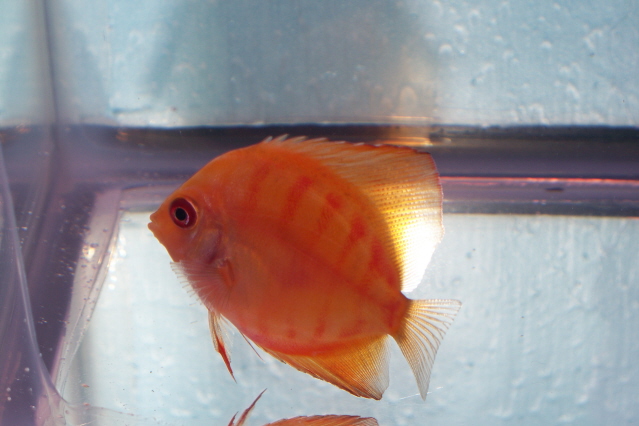 2.5 inch discus 004 pb.jpg