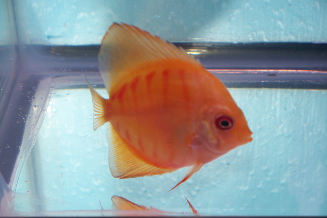 2.5 inch discus 005.jpg