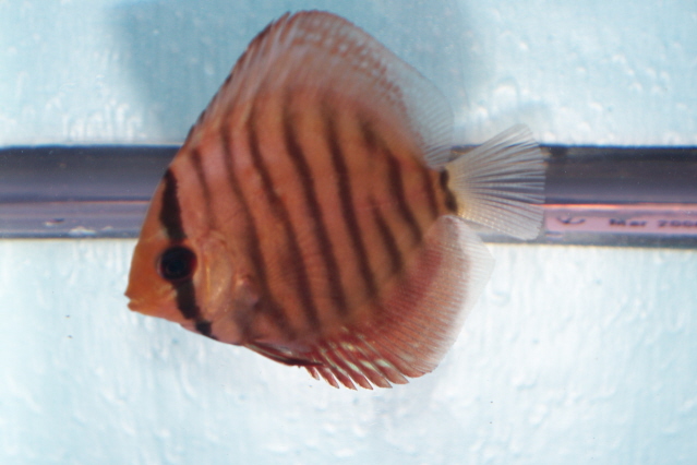 2.5 inch discus 007 rt.jpg