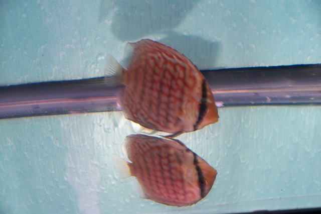 2.5 inch discus 011rs.jpg