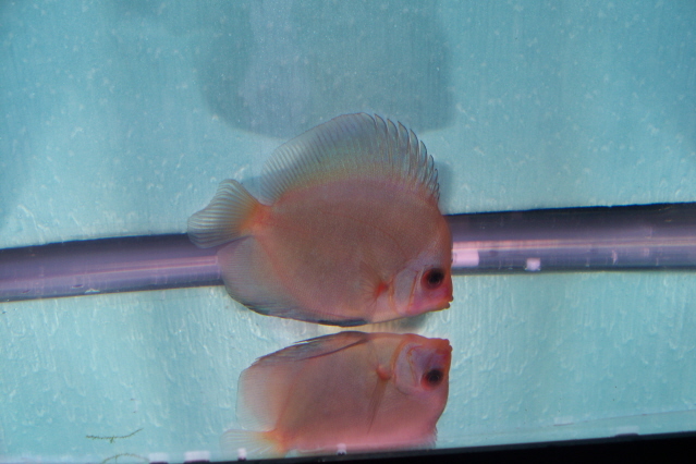 2.5 inch discus 012bd.jpg