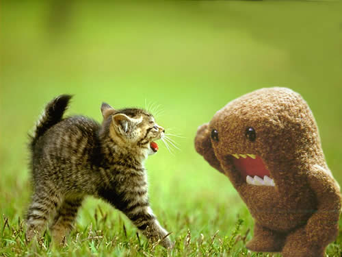 cat-vs-domokun.jpg