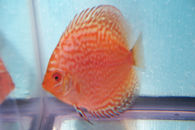 2.5 inch discus 013 pig.jpg