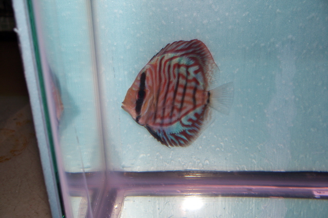 2.5 inch discus 014 bt.jpg