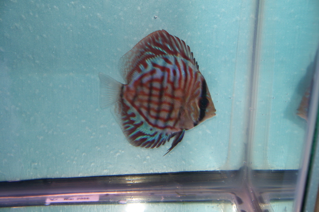 2.5 inch discus 016bt.jpg