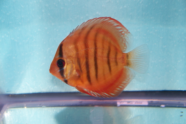 2.5 inch discus 017 san.jpg
