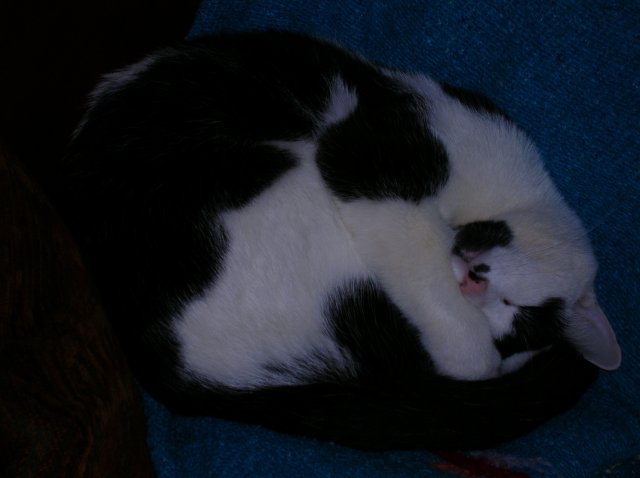 helpersleep.jpg helpersleep.jpg