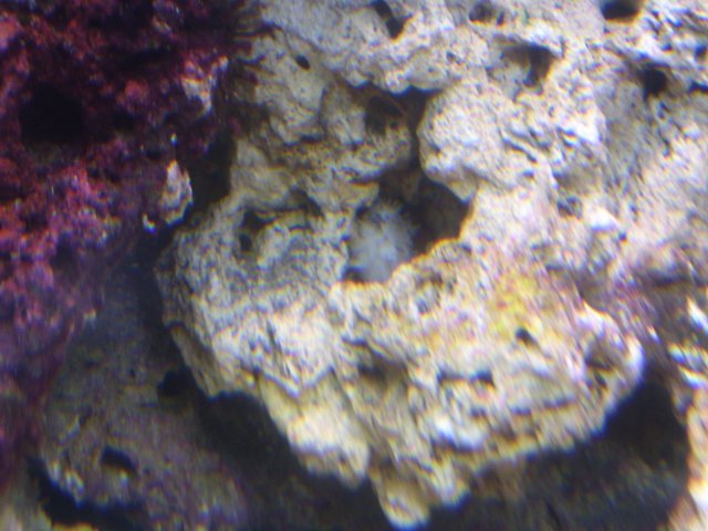 saltwatertank 006.jpg