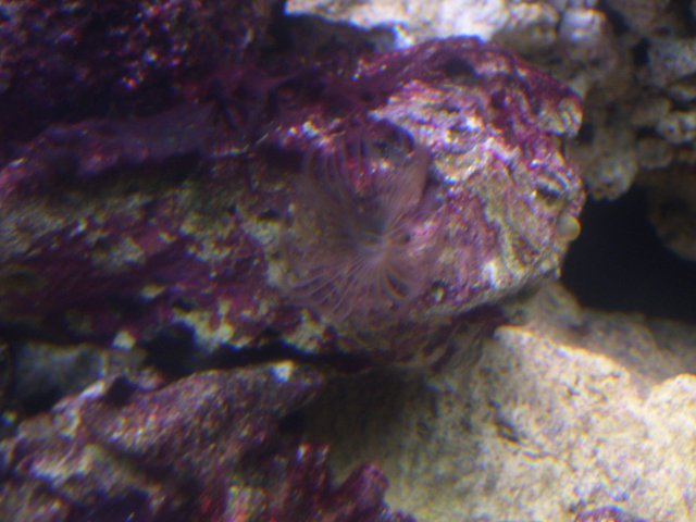 saltwatertank 009.jpg