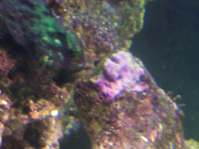 saltwatertank 010.jpg