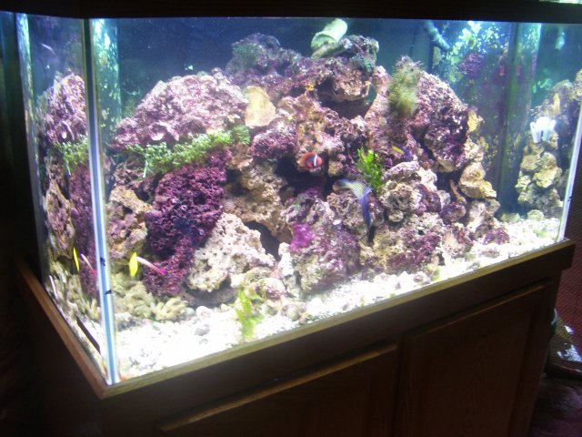 saltwatertank 011.jpg