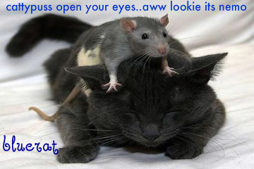 rat-on-cat-1.jpg