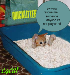funny_cats_5-1-1.jpg
